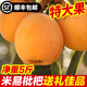 順豐可選四川攀枝花米易枇杷3斤大果新鮮水果琵笆特級大五星批把M 1斤【中果】