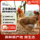 1號會員店 純種無抗清遠雞 生態(tài)散養(yǎng)168天供港土雞走地雞雞肉 900g