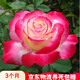 聽雪樓品種大花月季切花香水月季花苗 紅雙喜灌木玫瑰陽(yáng)臺(tái)盆栽開花h 國(guó)月【紅雙喜】 含育苗盆