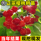 開(kāi)時(shí)果 櫻桃樹(shù)苗紅妃大櫻桃水果樹(shù) 中華小櫻桃樹(shù)苖車(chē)厘子果苗南北方種植 紅妃/高60-80cm【原土發(fā)貨】