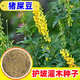 蓿蕾護坡灌木草種子紫穗槐種籽胡枝子礦山復綠草籽豬屎豆刺槐籽銀合歡 甄選【豬屎豆種子】1斤
