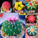 迎虞花苑仙人球大全紅太陽(yáng)星球都肋骨牡丹鸞鳳玉新款室內辦公室盆栽防輻射 A款仙人球共發(fā)6款 栽好發(fā)貨