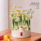 漳州水仙花盆栽水養(yǎng)種球冬季花卉綠植客廳水培室內植物好養(yǎng)年宵花 水仙花【塑料盆】一盆裝滿/帶根帶芽 帶盆栽好