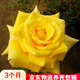 聽雪樓品種大花月季切花香水月季花苗 紅雙喜灌木玫瑰陽(yáng)臺(tái)盆栽開花h  國(guó)月【澳洲黃金】 含育苗盆