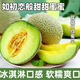 龍玪靜岡瓜品種海島玫瓏蜜瓜 海南甜瓜網(wǎng)紋梅隴哈密瓜禮盒 2個分享裝