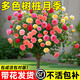 寶御安棒棒糖月季四季開花卉室外庭院花園植物盆栽綠植玫瑰花特大樁樹苗 嫁接多色棒棒糖月季 2公分粗（高一米左右）