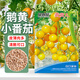 貝意品番茄種子西紅柿種子千禧盆栽圣女果柿子種孑櫻桃小番茄種子番茄籽