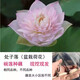 碗蓮種藕根莖帶芽小型花苗水培植物四季室內荷花盆栽睡蓮花卉開(kāi)花 處子落 否
