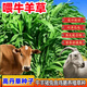 蓿蕾高丹王草種子養殖進(jìn)口牧草種子高產(chǎn)耐旱草籽喂牛羊豬兔魚(yú)飼料種子 高丹草種子6斤裝【條播一畝地】簡(jiǎn)裝