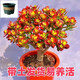三火姬紅花月紅葉玉樹(shù)老樁多肉植物搖錢(qián)樹(shù)盆栽群生多頭新花月錦肉肉 #姬紅花月大老樁*25-30厘米*+加侖盆