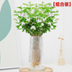 臨雅水培茉莉花植物盆栽辦公室內桌面好養懶人鮮花綠植九里香水養花卉 精品茉莉花1盆+水波紋金邊瓶