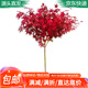 急兔紅楓樹(shù)苗中國紅楓苗室內外庭院綠化苗小苗約0.5CM粗源頭直發(fā)