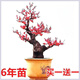 【四季開(kāi)花】濃香型四季梅花盆栽老樁臘梅紅梅盆景樹(shù)苗室內外花卉 小紅梅_15年苗【一顆】開(kāi)花超 級