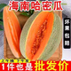 海南哈密瓜西州蜜甜瓜9斤當(dāng)季新鮮水現(xiàn)摘網(wǎng)紋曉蜜瓜脆甜多汁整箱 實(shí)惠裝【8.5-9斤】