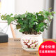 嘆為觀(guān)止土培盆栽陶瓷盆發(fā)財樹(shù)室內綠植花卉辦公室內綠蘿凈化空氣吸甲醛 常青藤（桃花） 帶盆栽好