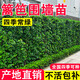 霖畔黃楊冬青樹(shù)苗大葉黃楊常青樹(shù)苗珊瑚樹(shù)庭院綠籬植物圍墻籬笆 冬青/大葉黃楊80-90cm【50顆】