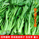 蔬菜種子菜園陽(yáng)臺(tái)四季播盆栽菠菜蘿卜辣椒生菜小蔥香菜種籽大全 湖藍(lán)色 四九菜心800粒
