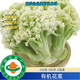 有機認證有機花菜有機菜花3斤有機花菜有有機證書(shū)現摘現發(fā)無(wú)農殘 3斤