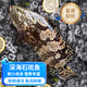嘗鮮生海捕東星斑魚 活凍石斑魚冰鮮燕尾深海魚類禮盒年貨送禮老虎斑 老虎斑【450-520克】