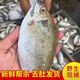海捕泥猛魚(yú)新鮮鮮活海鮮水產(chǎn)冰鮮冰凍整箱海魚(yú)籃子檸檬魚(yú) 大號泥猛魚(yú)【約2-4條/袋】 1200g 幫去內臟【3袋】