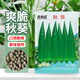 貝意品正宗秋葵種子水果黃秋葵高產(chǎn)紅秋葵農(nóng)家小院陽(yáng)臺(tái)四季盆栽蔬菜種子