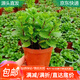 急兔薄荷盆栽好養(yǎng)留蘭香驅(qū)蚊植物室內(nèi)綠植留蘭香苗薄荷原盆土源頭直發(fā)