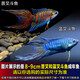 森悠（SARYOR）中國斗魚活體活魚冷水淡水觀賞魚好養(yǎng)耐養(yǎng)魚金魚小型斗魚活體 巨普+藍叉  3-5cm 各3條