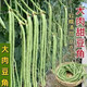 超好吃春夏秋播甜豆角種子大肉糯米白長(cháng)豆角白玉長(cháng)豇豆易種蔬菜孑 大肉甜糯豆角種子2袋【約200?！? title=