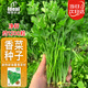 ldeal理想農業(yè) 香菜種子老品種盆栽耐熱耐抽薹小葉大葉夏季濃香菜種籽