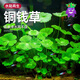 水草植物魚缸造景好養(yǎng)易活凈化水質(zhì)水草魚缸專用綠植水培銅錢草 銅錢草火山石/1杯