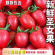 山東新鮮現摘圣女果千番茄生鮮小番茄壽光蔬菜孕婦水果超甜 十個(gè)左右【試吃裝】