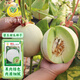 鳳鳴雅世新玉姑甜瓜種子種籽孑玉菇香瓜種白皮綠肉瓜籽碧玉甜瓜種子100粒
