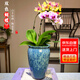 劉閣蘭花蘭花盆栽客廳陽臺(tái)花卉雙色蝴蝶蘭帶花劍配山水如畫陶瓷盆源頭直發(fā)