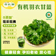 有機鮮【羽衣甘藍】云南新鮮現摘 健康輕食沙拉食材 榨汁有機蔬菜 有機羽衣甘藍0.5KG【嘗鮮】
