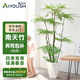 愛優(yōu)尚精品南天竹室內(nèi)辦公室大型綠植盆栽客廳造景真樹四季常青源頭直發(fā)