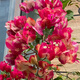 稀有三角梅新品四季開(kāi)花幼苗盆栽陽(yáng)臺好養花 印度畫(huà)報【包對版成活+肥料】 八年生枝條扦插成活【花開(kāi)滿(mǎn)樹(shù)】