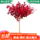 萌肉居 紅楓樹(shù)苗四季嫁接紅楓盆景綠化苗木行道樹(shù)/大苗約3CM粗源頭直發(fā)