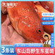 大海有禮漳州市東山縣東星斑紅斑魚龍膽石斑魚珍珠斑海鮮海魚野生新鮮活凍 7-8兩/條 深海東星斑【兩條】