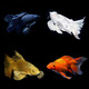 蝴蝶鯉冷水觀賞魚(yú)招財(cái)短身球體金魚(yú)魚(yú)苗好養(yǎng)錦鯉大鰭大尾 順豐15-17cm黑黃白紅 各1條貴妃