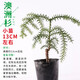 石光小站上水石吸水石植物假山盆景擺件微景觀綠植文竹澳洲杉鐵線蕨清香木菖蒲金絲荷葉銅錢草垂盆草袖珍椰子 澳洲杉小苗13cm左右