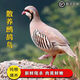 順豐包郵高山鷓鴣農(nóng)家養(yǎng)殖食用飛龍鳥(niǎo)越雉懷南營(yíng)養(yǎng)美味蒸煮新鮮好 2只裝【每只7-8兩】 凈膛