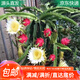 萌肉居火龍果果苗紅心火龍果白心火龍果庭院種植苗30cm高2棵源頭直發(fā)