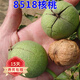 歐悟嫁接核桃樹苗 薄皮核桃苗 南方北方種植庭院陽臺盆栽地栽果樹苗 8518核桃4年苗（當(dāng)年結(jié)果）