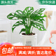 萌肉居仙洞龜背竹觀葉盆栽花卉綠植植物仙洞龜背竹+早安盆源頭直發(fā)