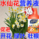 思泰克水培水仙花營(yíng)養液風(fēng)信子馬蹄蓮開(kāi)花水培植物肥料水仙花肥料 思泰克水仙營(yíng)養液