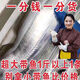 漁公魚夫特大號帶魚新鮮冷凍整箱10斤東山野生渤海灣刀魚鮮活海魚整箱包郵 5斤裝-凈重無冰 每條1-1.4斤（精品帶魚）