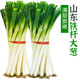 鮮來(lái)拉山東大蔥鐵桿去皮新鮮蔬菜3斤5斤裁半葉蔥現挖現發(fā)大蔥 5斤裝