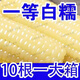 10根東北特產(chǎn)白糯玉米粘苞米棒新貨黏玉米黑龍江特產(chǎn) 特級白糯玉米10根【240-260克】