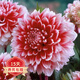 歐悟大麗花球根花卉地瓜花 大麗花種球花 庭院陽(yáng)臺盆栽地栽綠植花卉 草莓圣代 3球+盆＋生根粉+復合肥