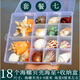 天然海螺貝殼套餐 標(biāo)本螺海星禮盒海洋生物科普幼兒園科教擺件 套餐七